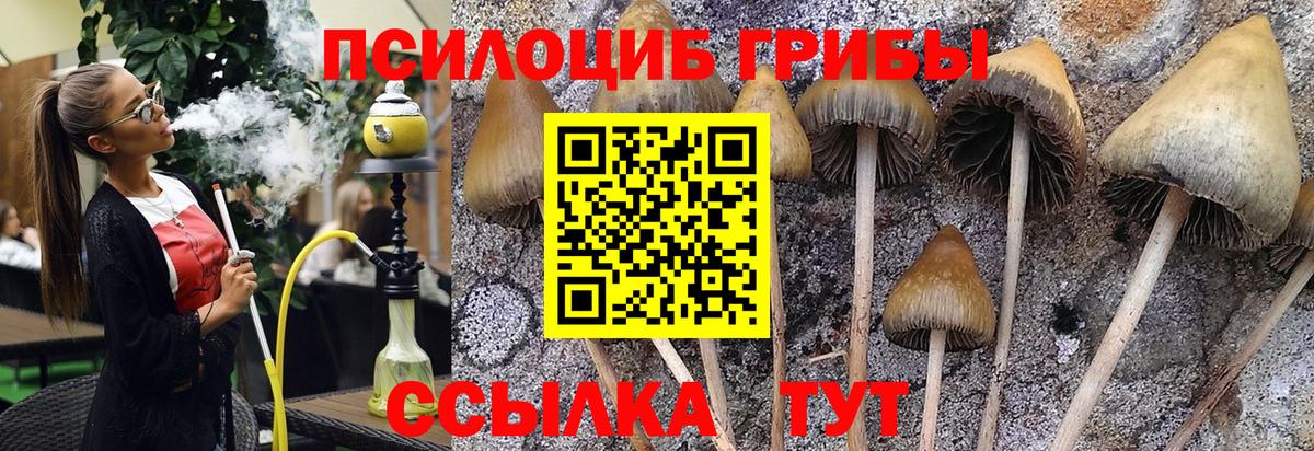 Галлюциногенные грибы Cubensis  Вход с VPN  Красноуфимск 