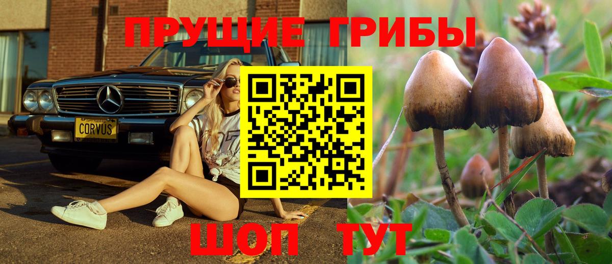 Псилоцибиновые грибы Psilocybe Красноуфимск